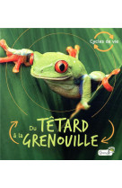 Du têtard à la grenouille