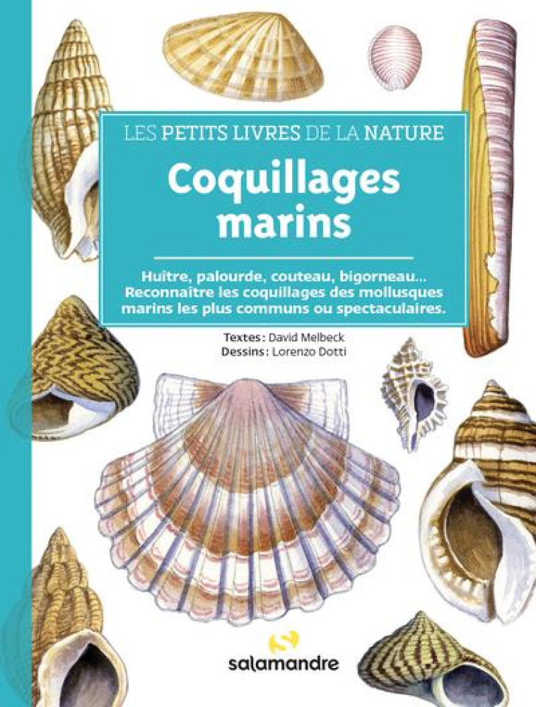 COQUILLAGES MARINS - MELBECK/DOTTI - LA SALAMANDRE