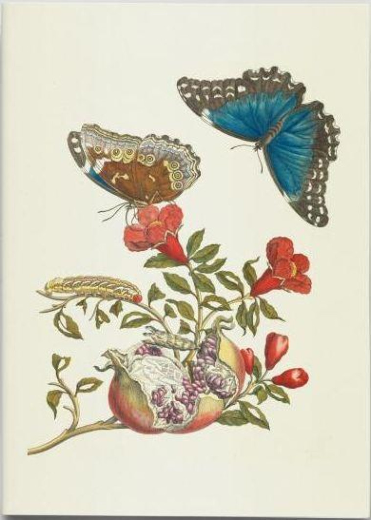 CARNET DE NOTES ET LECTURES : METAMORPHOSE DES PAPILLONS - MERIAN, A M S. - RELIEFS