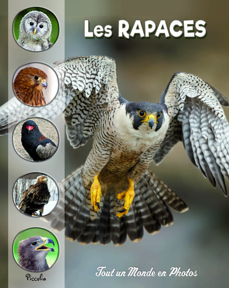 Les rapaces - Collectif  - PICCOLIA